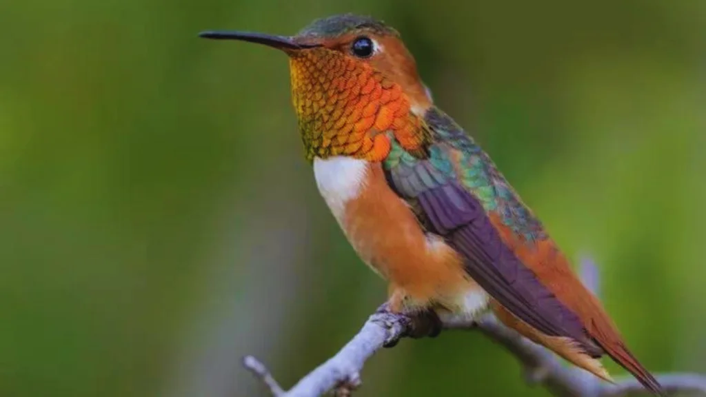 Birds With Orange Chest