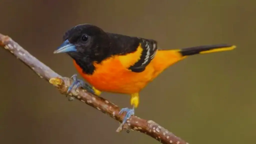 Birds With Orange Chest