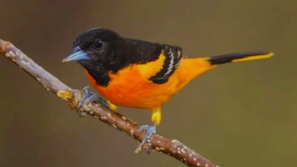 Birds With Orange Chest