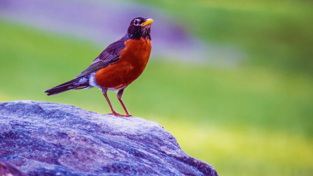 Birds With Orange Chest 3