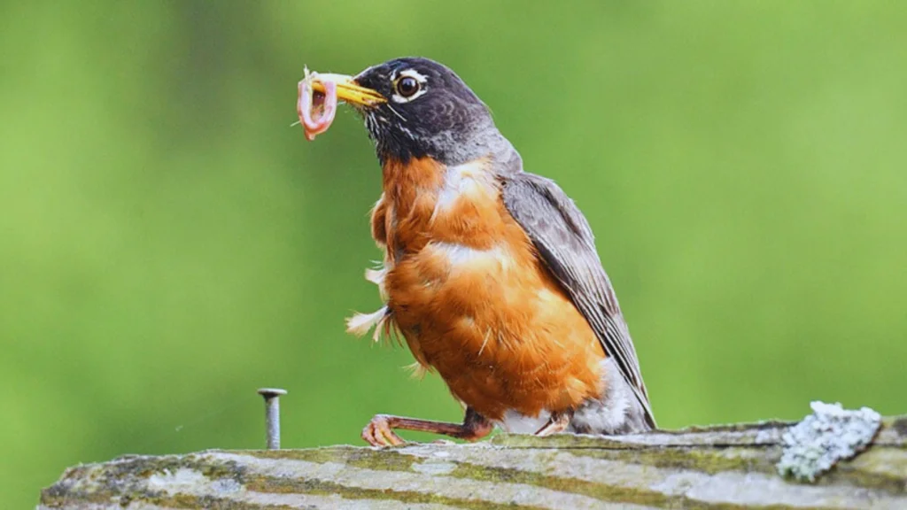 Birds With Orange Chest