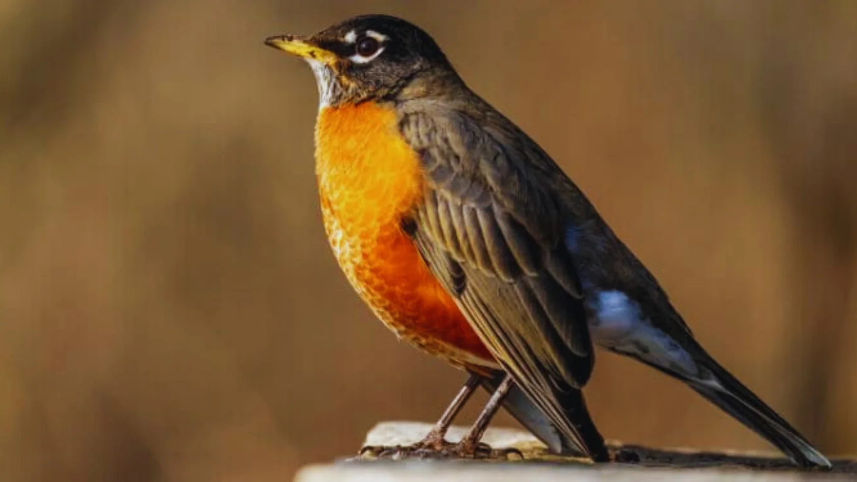 Birds With Orange Chest