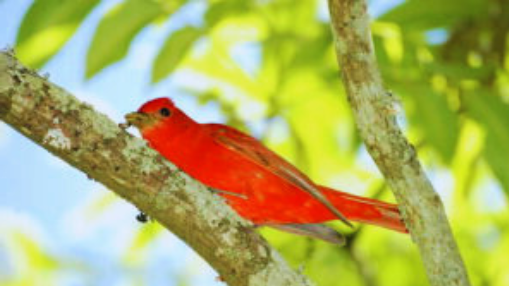 Birds With Red Chest Discover Colorful Feathered Friends
