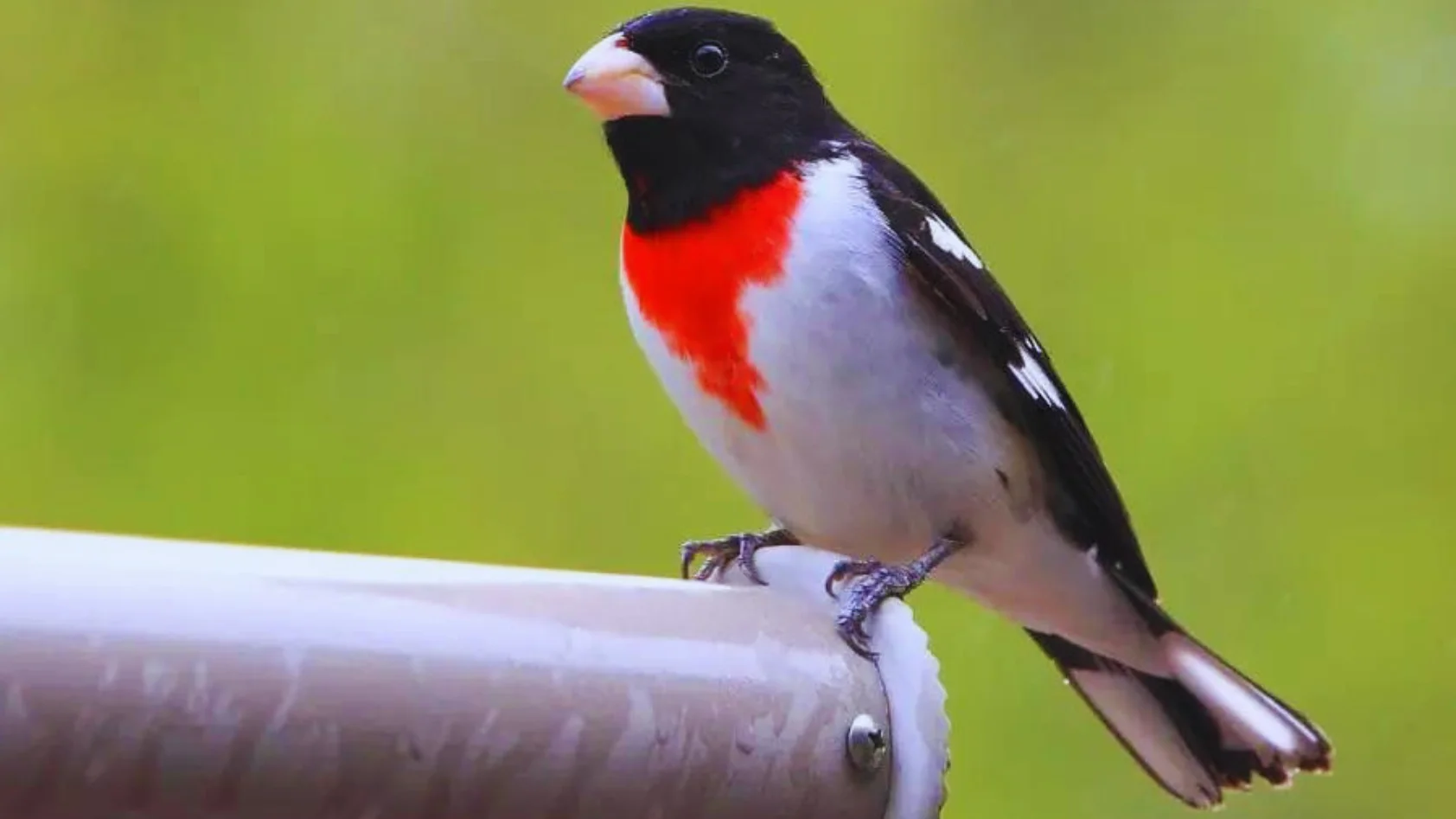 Birds With Red Chest