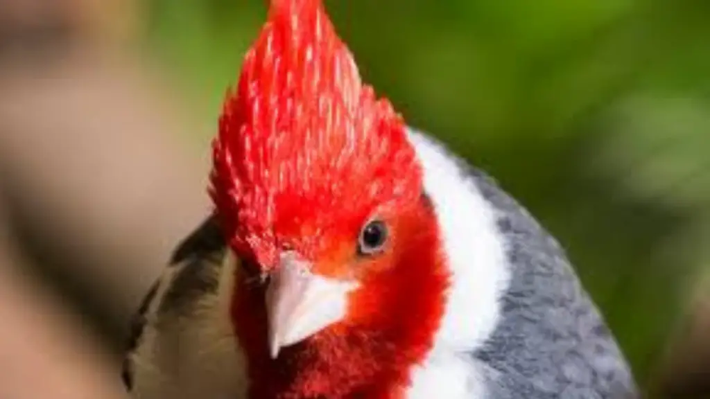Birds With Red Head