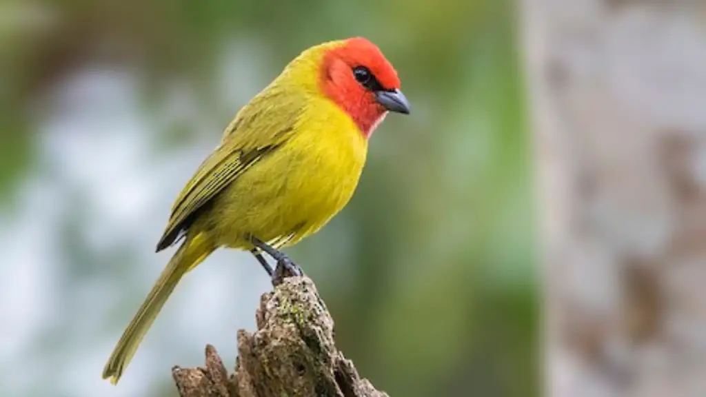 Red-Headed Tanager