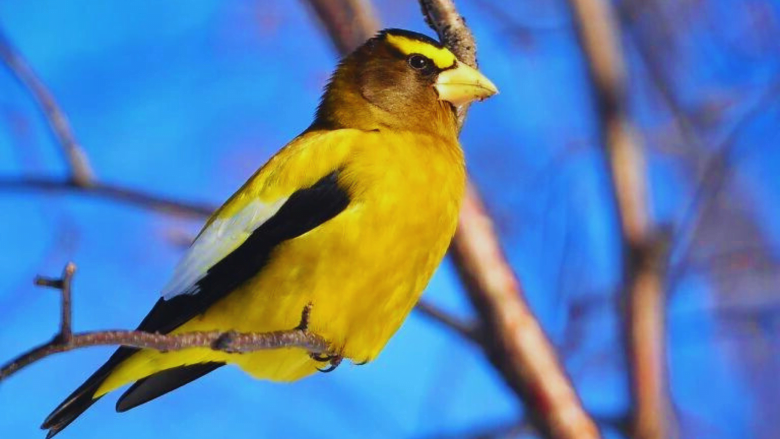 Discover Birds With Yellow Bellies: Vibrant Species Guide