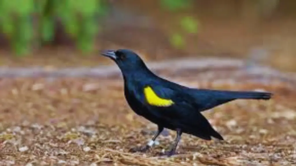 Black Bird With A Yellow Stripe On Its Wing