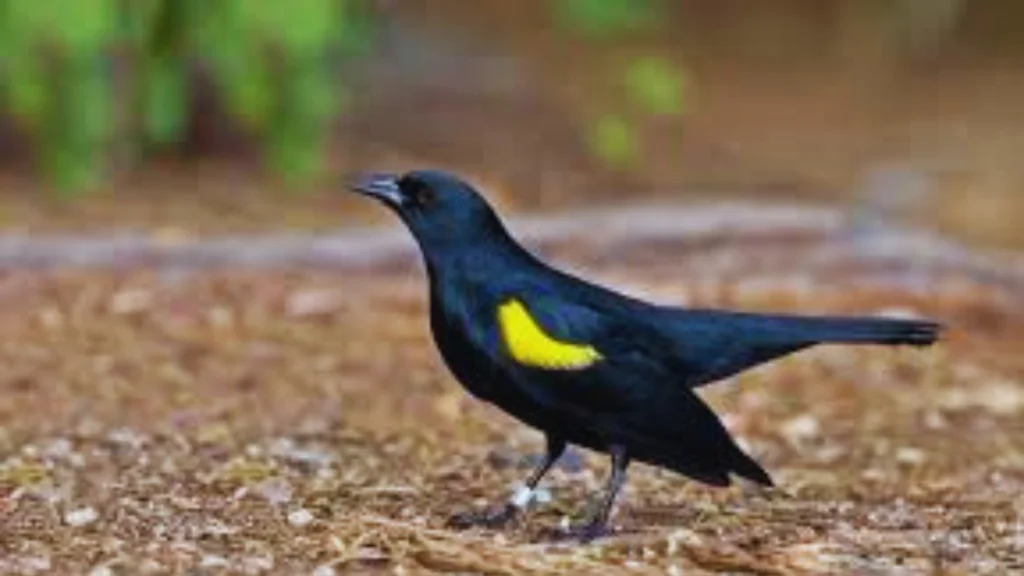Black Bird With A Yellow Stripe On Its Wing
