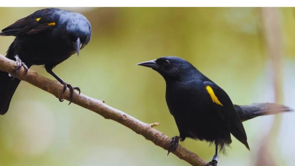Black Bird With A Yellow Stripe On Its Wing