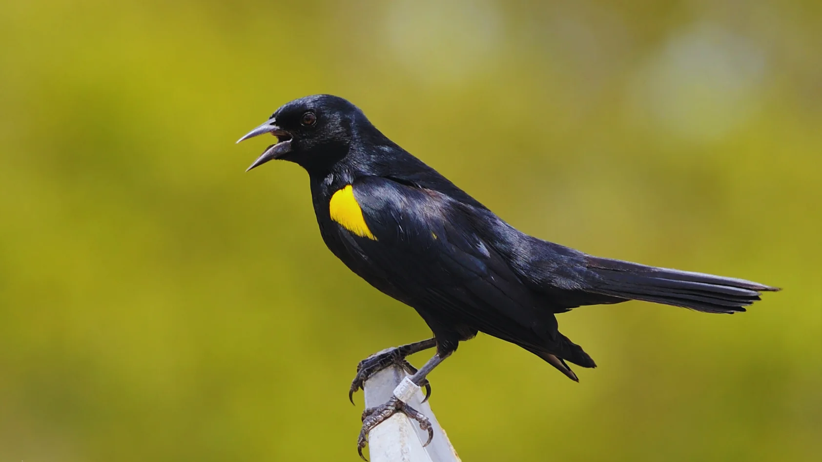 Black Bird With A Yellow Stripe On Its Wing