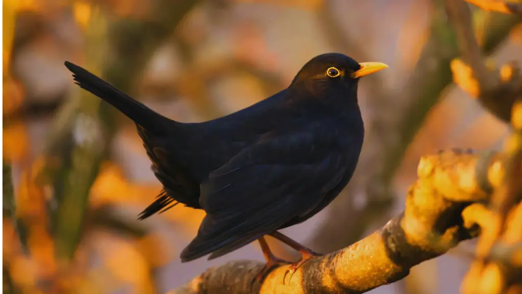 Black Bird With Orange Beak