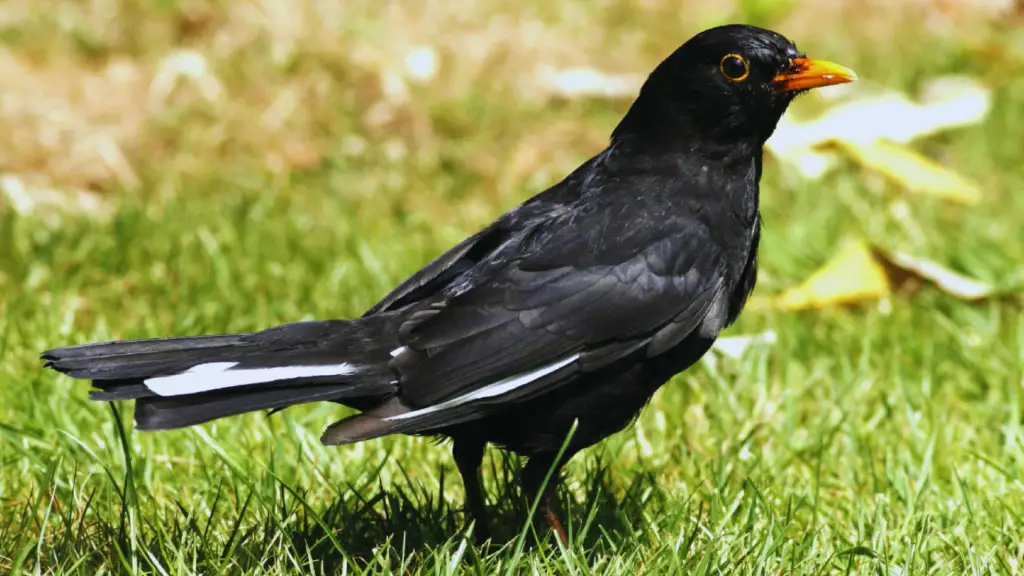 10 must see photos of the stunning black bird with orange beak