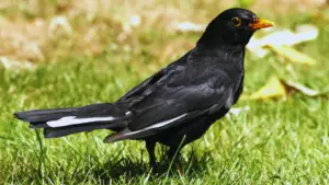 Black Bird With Orange Beak