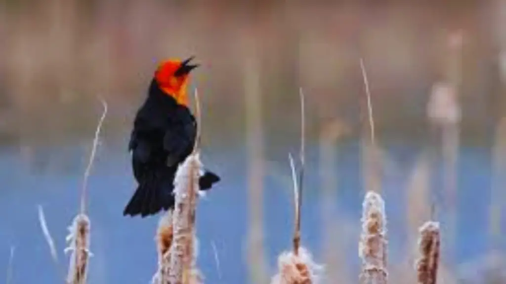 Black Bird With Orange Head