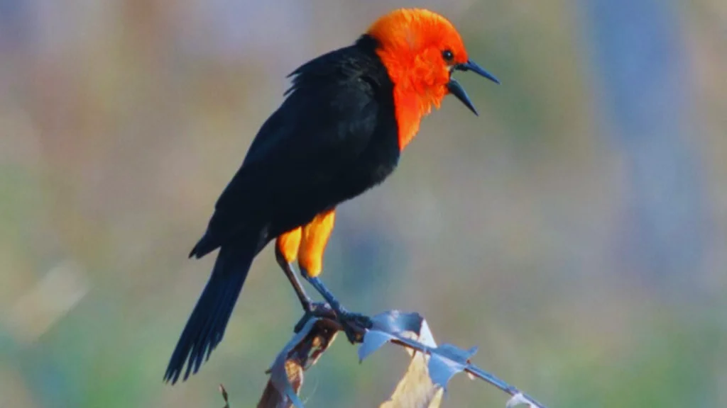 Black Bird With Orange Head