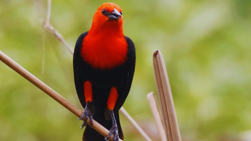 Black Bird With Orange Head
