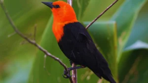 Black Bird With Orange Head