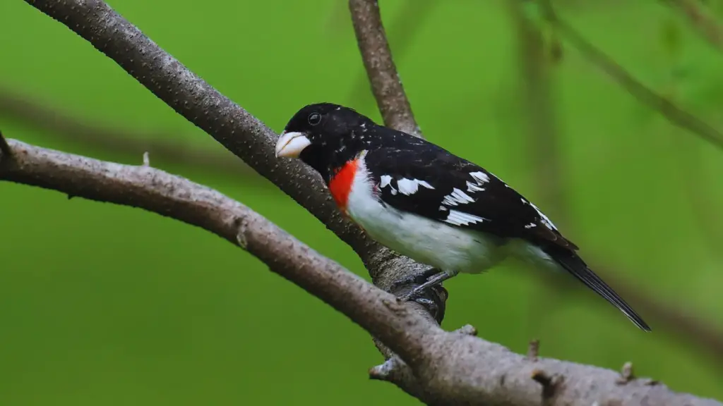 Black Bird With Red And White