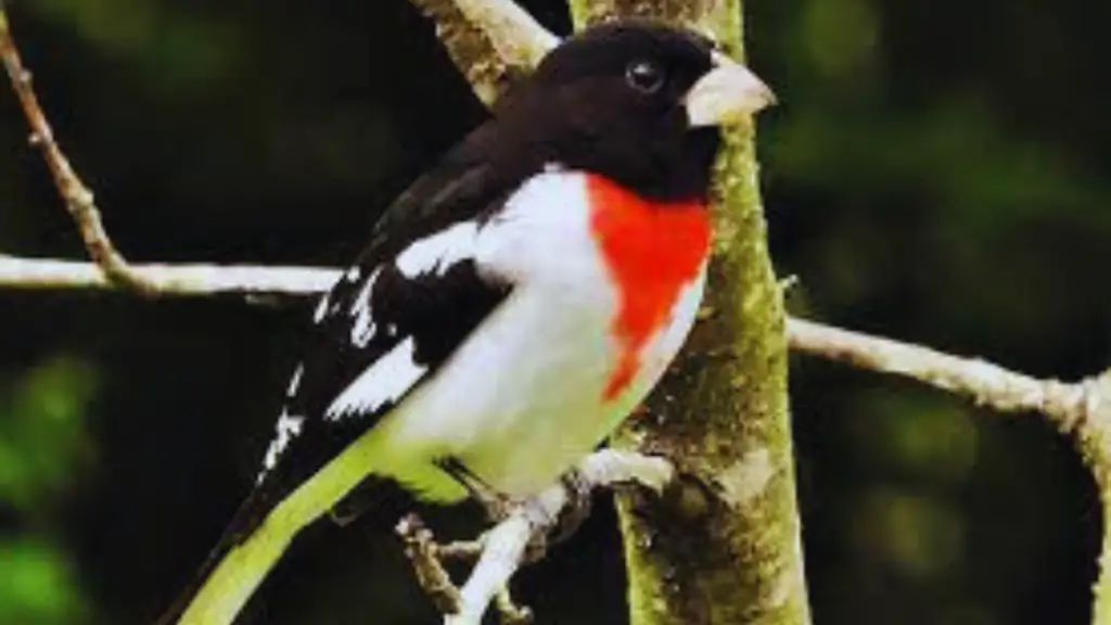 Black Bird With Red And White
