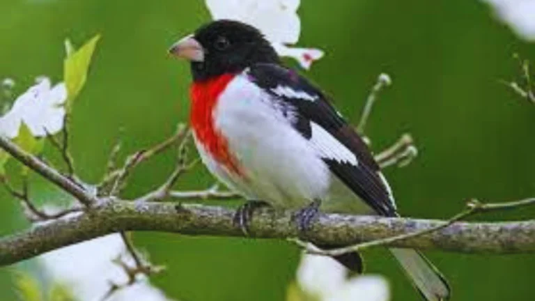 Black Bird With Red And White
