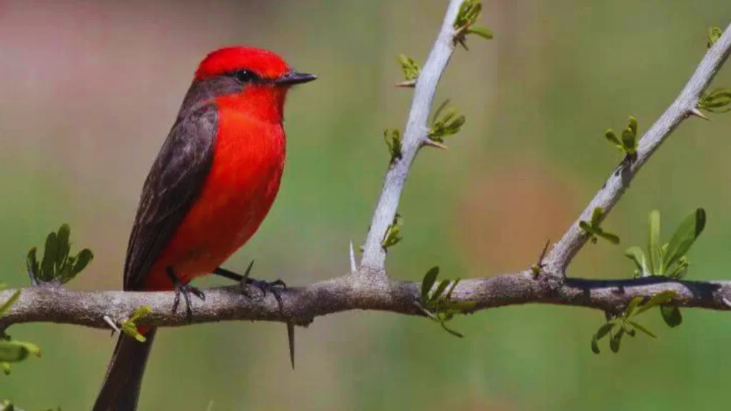 Black Bird With Red Chest