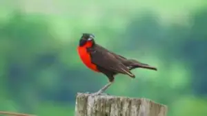 Black Bird With Red Chest