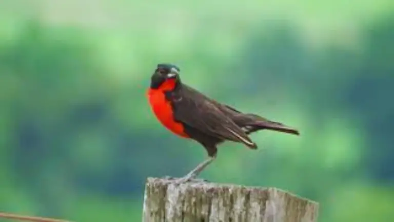 Black Bird With Red Chest