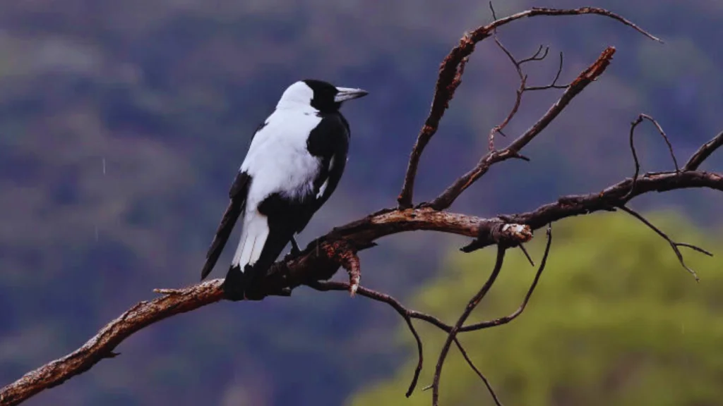 Black Bird With White Stripes!