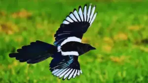 Black Bird With White Stripes!