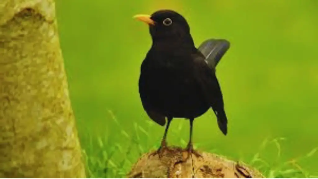 Blackbird Symbol