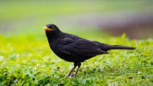 Blackbird Symbol