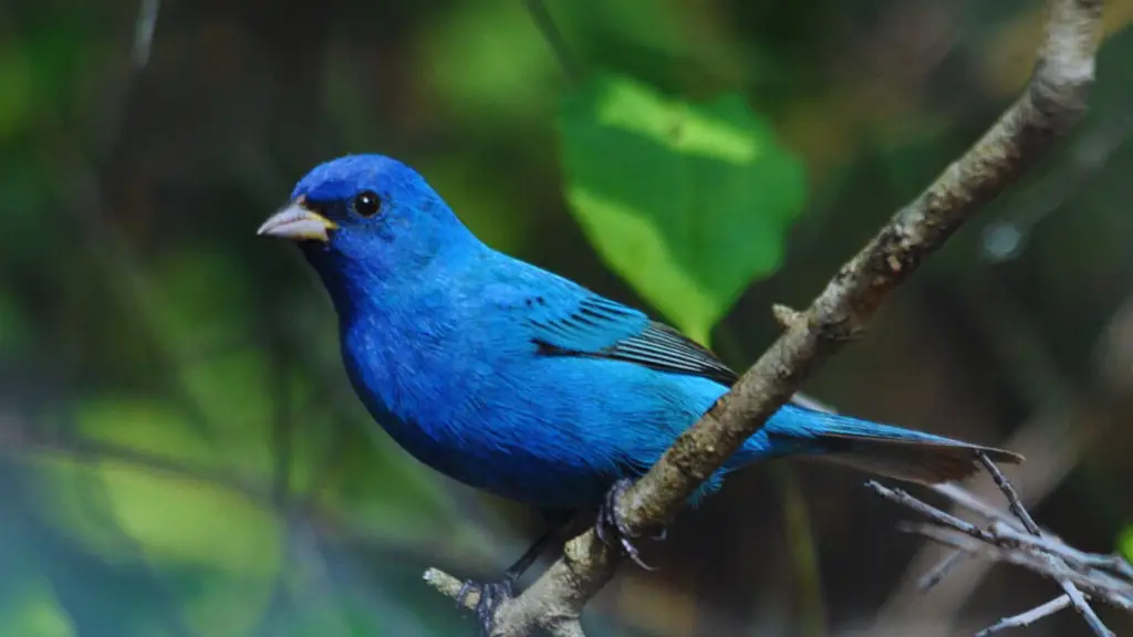 Blue Birds in Alabama 2