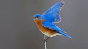 Blue Birds in Alabama