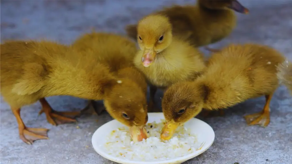 Can Ducks Have Oatmeal