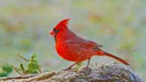 Cardinal Bird