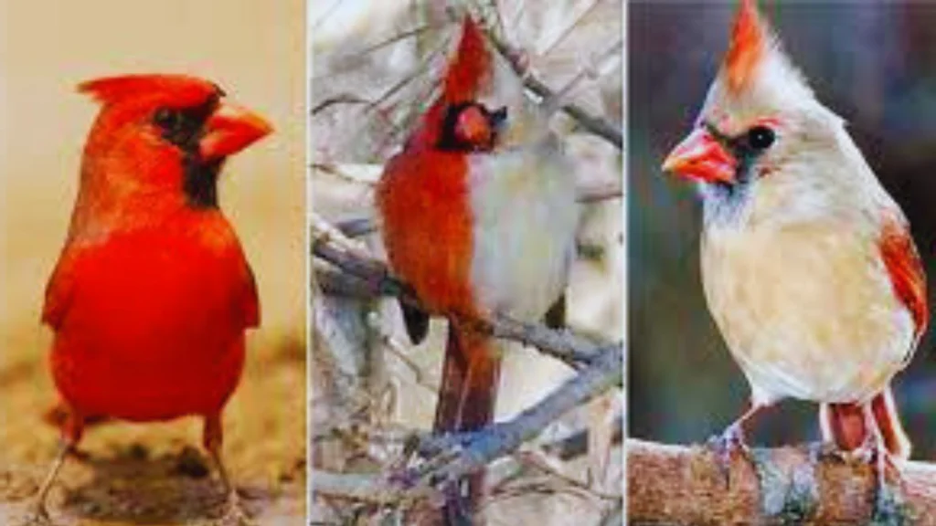 What Sound Does A Cardinal Make?