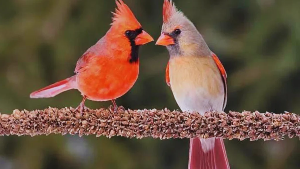 What Sound Does A Cardinal Make?