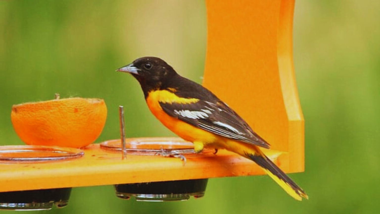 7 Easy Steps to Create Your Own DIY Oriole Feeder! - Chirper Birds