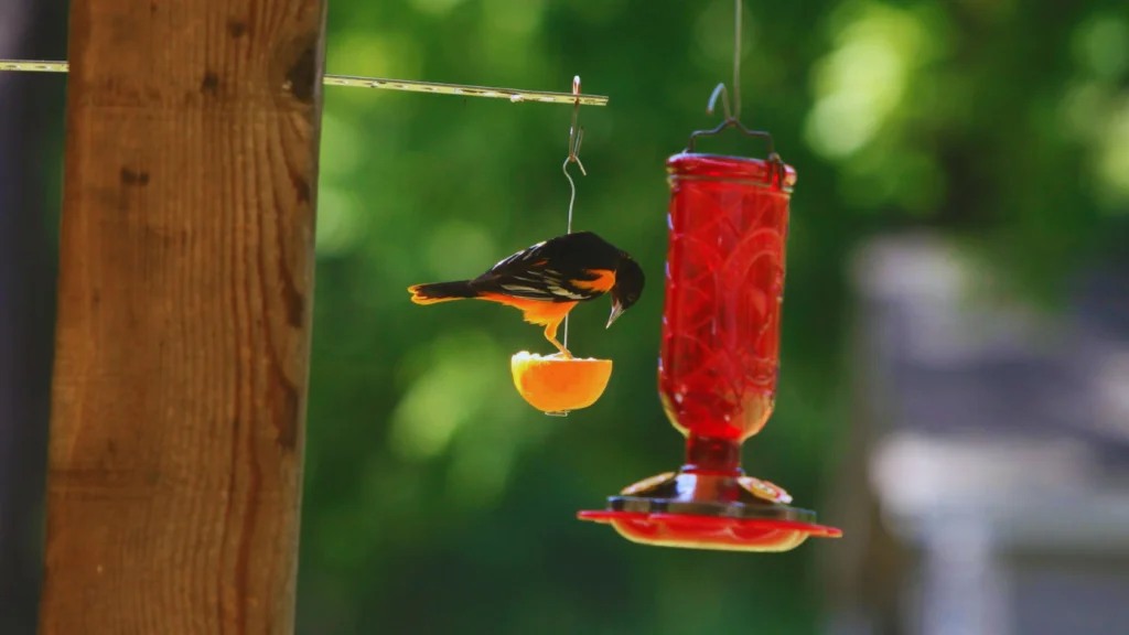  DIY Oriole Feeder