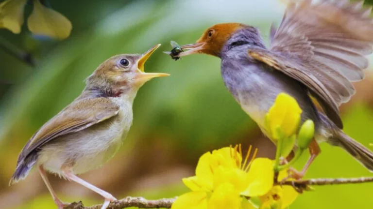 Do Birds Eat Ants