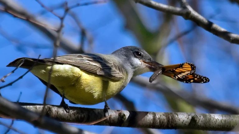 Do Birds Eat Butterflies