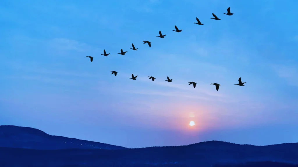 Do Birds Fly At Night