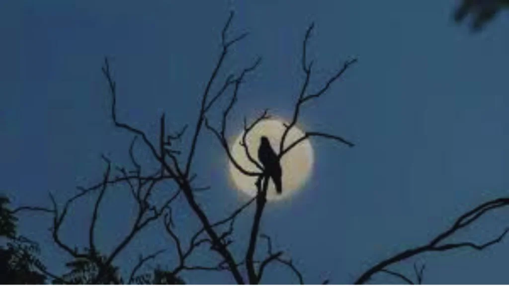 Do Birds Fly At Night