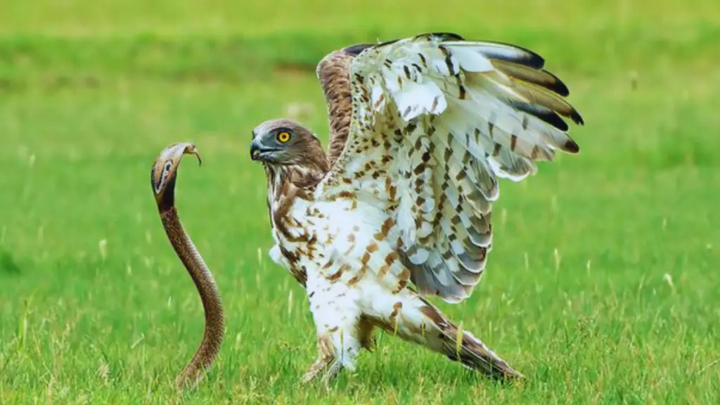 Do Hawks Eat Snakes