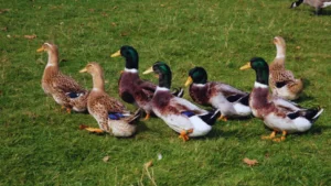 Flock of Ducks