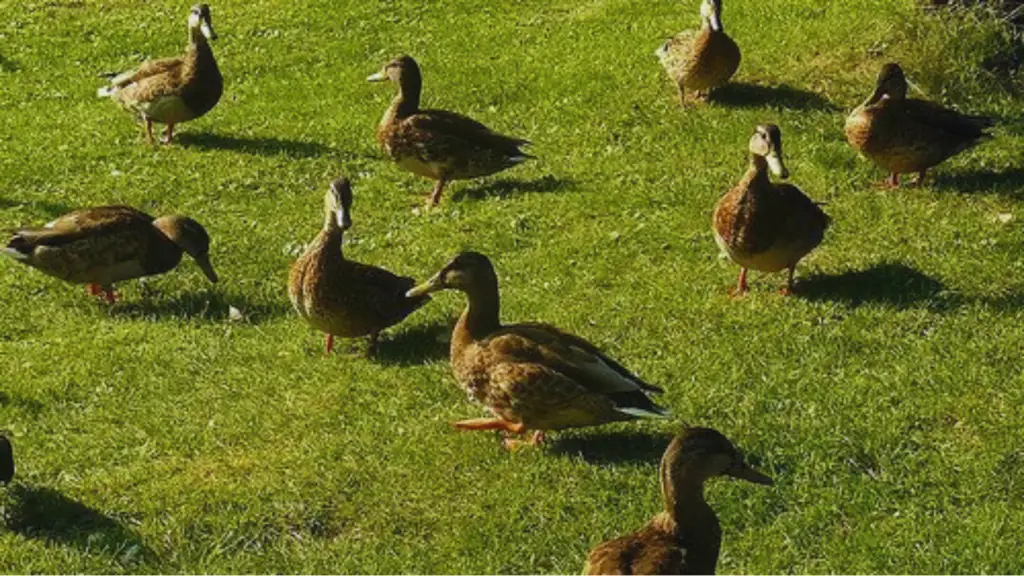 Flock of Ducks 