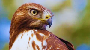 Hawks in South Carolina