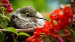 How Do Hummingbirds Sleep