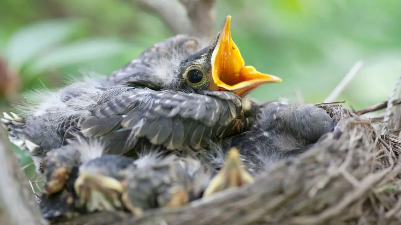 How Long Do Baby Birds Stay In The Nest